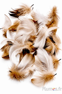 Gans - 06-11 cm - erde  